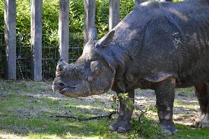 Welt-Nashorn-Tag in der Wilhelma